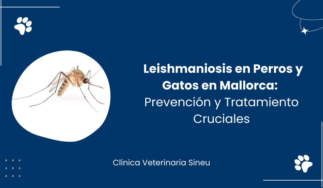 Leishmaniosis en Perros y Gatos en Mallorca: Prevención y Tratamiento Cruciales en Mallorca