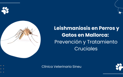 Leishmaniosis en Perros y Gatos en Mallorca: Prevención y Tratamiento Cruciales en Mallorca