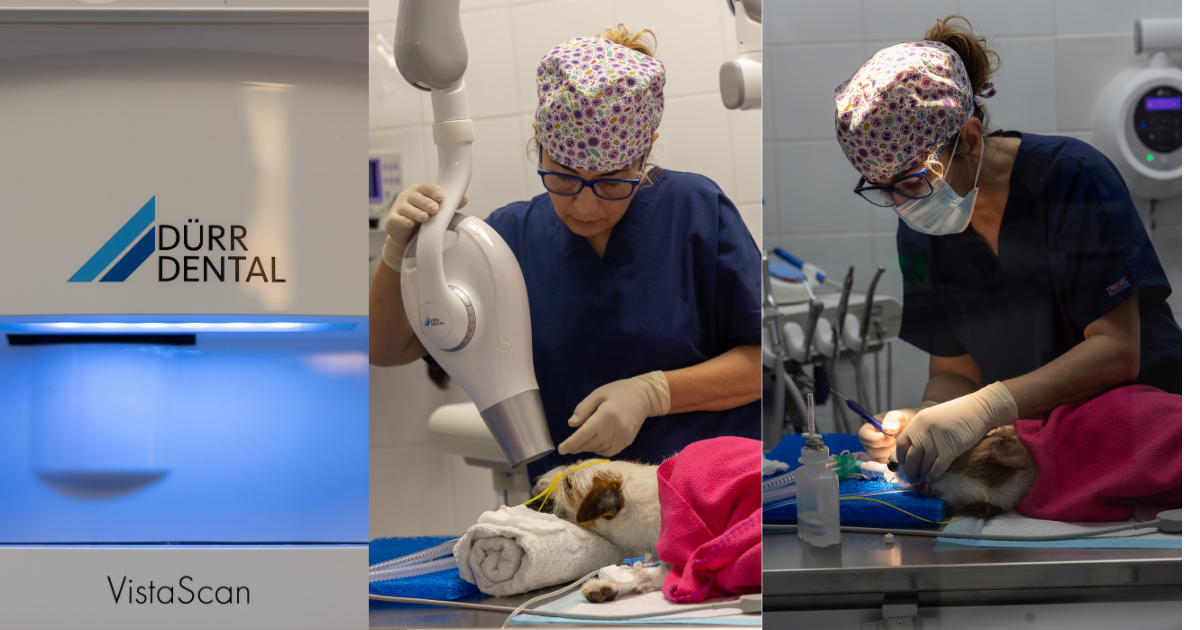 cvsineu-cohat-limpiezas-higienes-dentales-perros-gatos-especialistas-mallorca-clinica-veterinaria-sineu