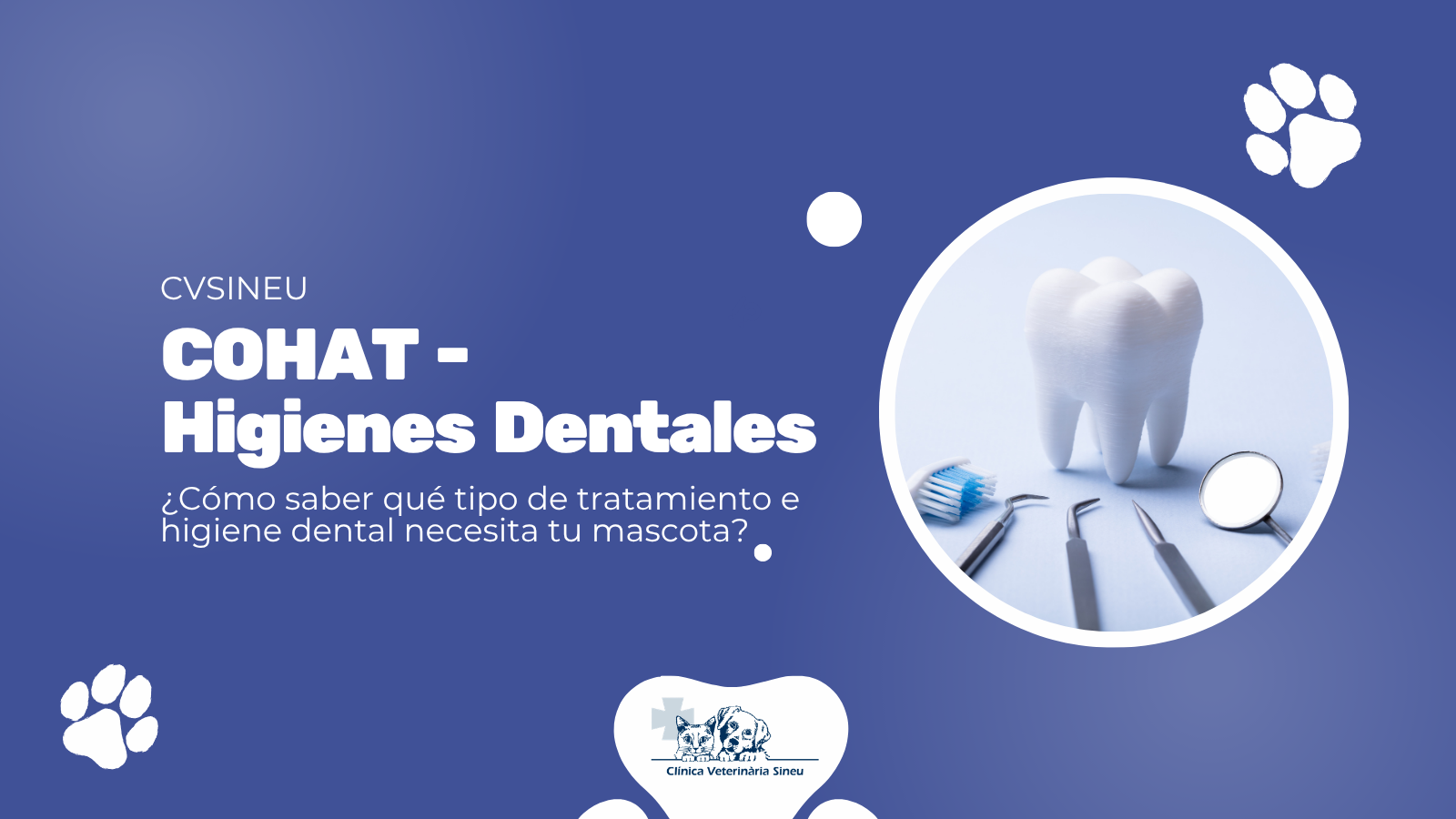 cvsineu-cohat-limpiezas-higienes-dentales-perros-gatos-mallorca-clinica-veterinaria-sineu